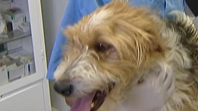 El Centro de Acogida de Animales se abre al público para adoptar animales