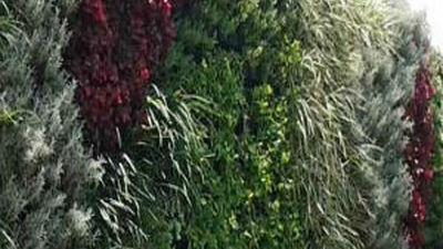 Colmenar Viejo presenta un jardín vertical de más de 8 metros de alto