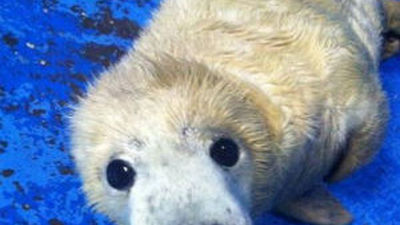 Nace una foca gris en el Zoo Aquarium de Madrid