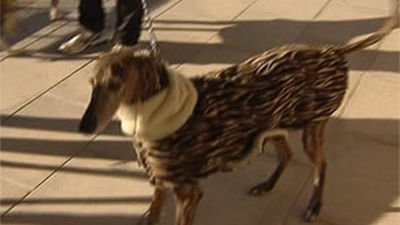 Los abandonos de mascotas caen un 14% y los acogimientos aumenten un 56% en la región