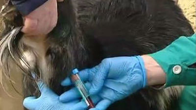 La Comunidad duplica el número mínimo exigido de inspecciones veterinarias en zoo