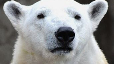 Un oso polar se 'resfría' en el zoológico de Chicago debido a las bajas temperaturas