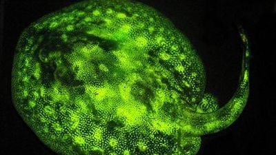 Detectan 180 especies de peces que brillan intensamente