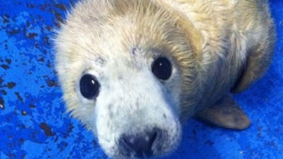 Bautizan al nuevo ejemplar de foca gris del zoo el día de San Antón