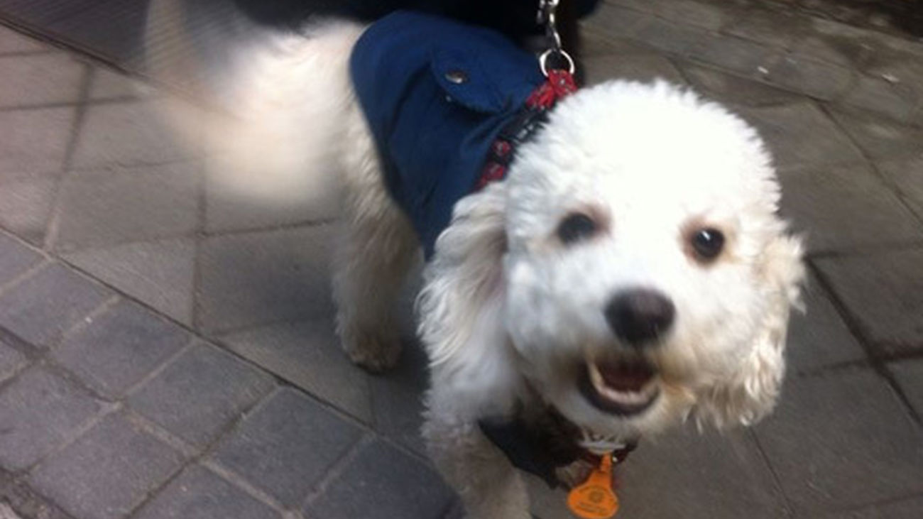 Los animales celebran este viernes el día de San Antón