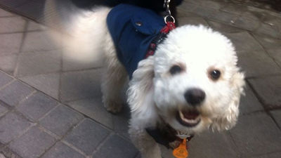 Los animales celebran este viernes el día de San Antón