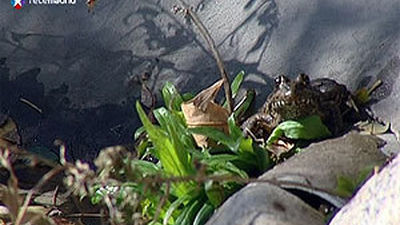 Una isla flotante en el embalse de Molino de la Hoz da cobijo y criar a distintas especies