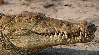 Un cocodrilo engulle a un niño de 12 años en Australia