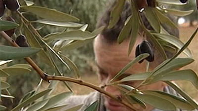 Morata de Tajuña quiere evitar el robo de la aceituna durante su recogida