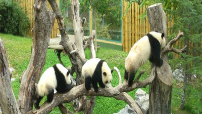 Xing Bao da su primer paseo entre flashes