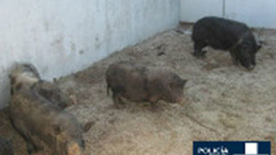 La Policía Municipal captura doce cerdos vietnamitas en los aledaños del río Manzanares