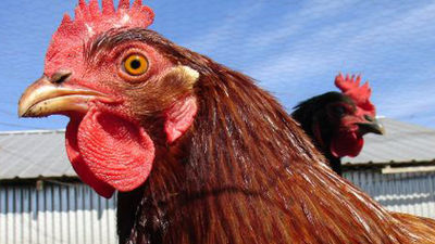 Operación 'Angry Birds': desmantelan la mayor red de peleas de gallos de Nueva York