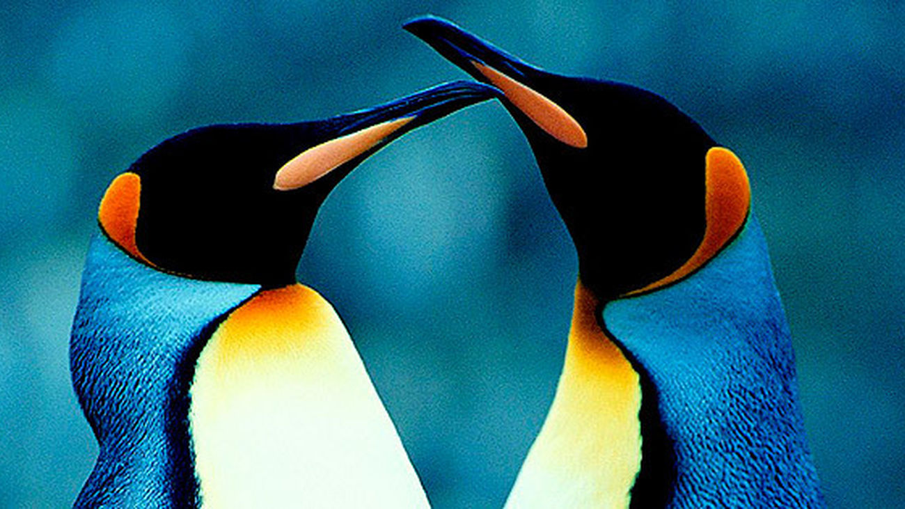 Pareja de pingüinos rey