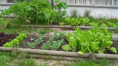 En Paracuellos se puede conseguir un huerto de 20 m2 por 60 euros al año