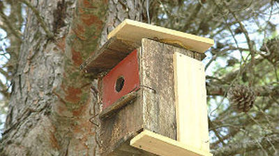 La Comunidad instala cajas-nido que protejan el Parque Nacional Sierra Guadarrama