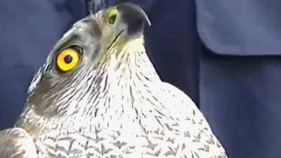 La Comunidad atendió en 2013 a 2.700 animales silvestres en su hospital de fauna