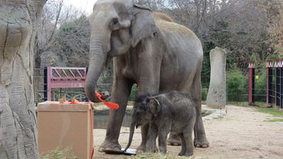 'Buba', el primer elefante madrileño, celebra su cumpleaños en el Zoo
