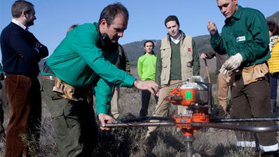 Desde 2003 en la región se han plantado más de 13 millones de árboles y arbustos