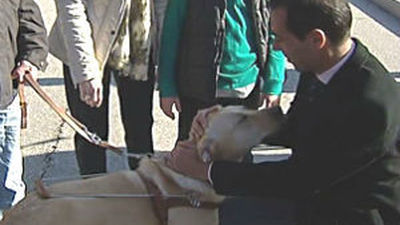 La Comunidad de Madrid pone en marcha el primer programa para adoptar perros-guía