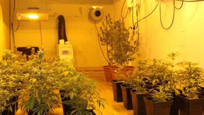 Dos jóvenes detenidos en Alcalá por cultivar marihuana