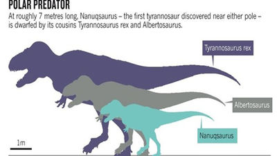 Hallan el cráneo de un dinosaurio, primo del T.Rex