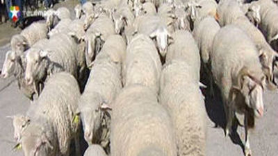 Cientos de ovejas y caballos combatirán los incendios forestales en Boadilla