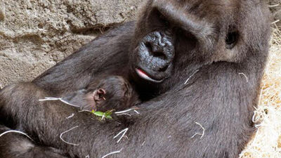 Nace una cría de gorila en el Zoo Aquarium de Madrid