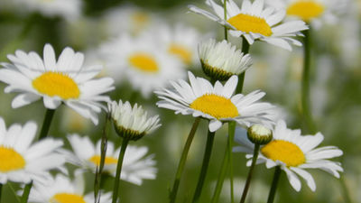 La primavera comienza hoy a las 17.57 horas y tendrá dos eclipses