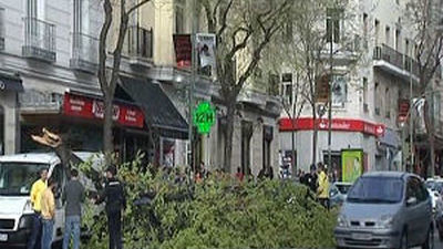 La caída de un árbol corta la calle Goya