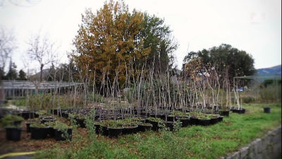 Madrid reforesta la sierra oeste con plantas de su vivero de El Escorial