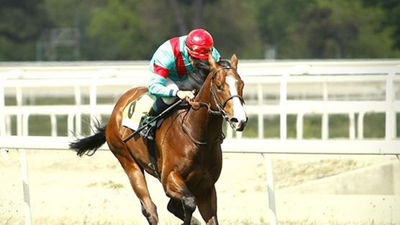 El mejor potro español de la historia reaparece este domingo en La Zarzuela