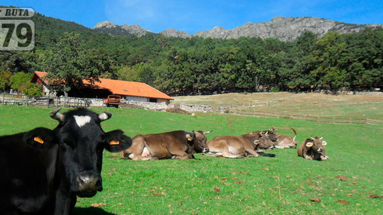 Cercedilla: Finca Camorritos
