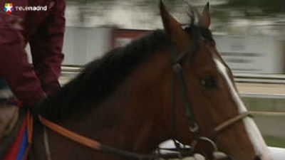 El mejor potro español de la historia reaparece en La Zarzuela