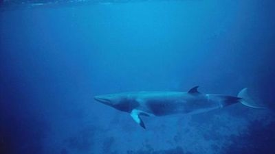 Japón suspende la caza de ballenas en el Antártico tras la sentencia de La Haya