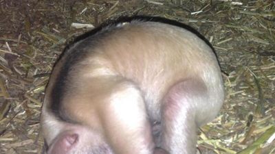 Nace en Faunia un oso melero, una especie emparentada con el hormiguero