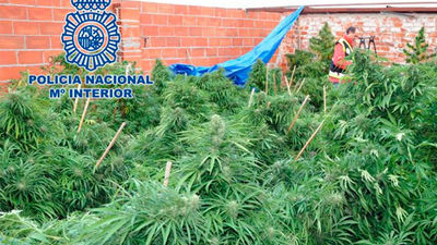 Cinco detenidos y tres cultivos de marihuana desmantelados