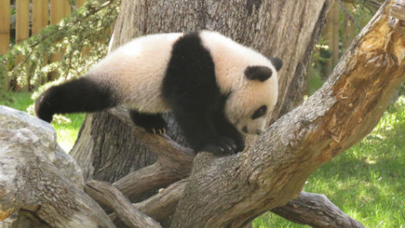 Madrid se despide de su panda Xing Bao