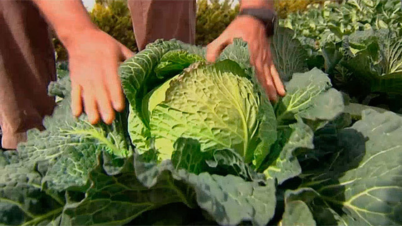 Tielmes y Carabaña: Cuenca del Tajuña, huerta de Madrid