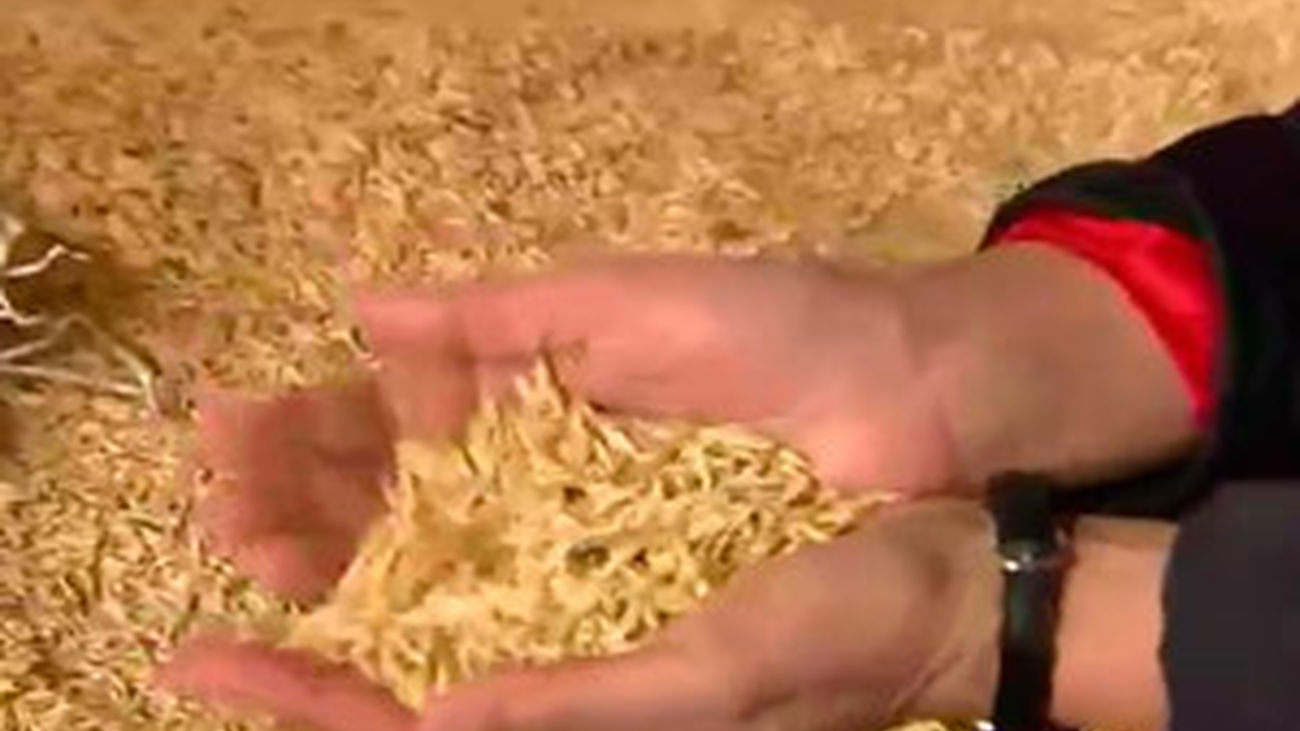 Camarma, Daganzo y Meco: Las tierras del cereal