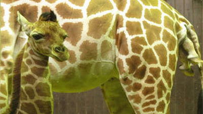 Nace en el Zoo de Madrid la segunda cría de jirafa en menos de una semana