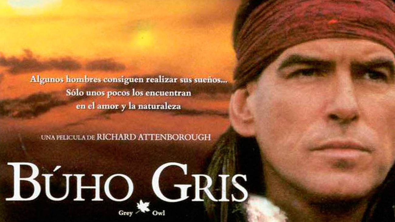 Buho gris, en Telemadrid