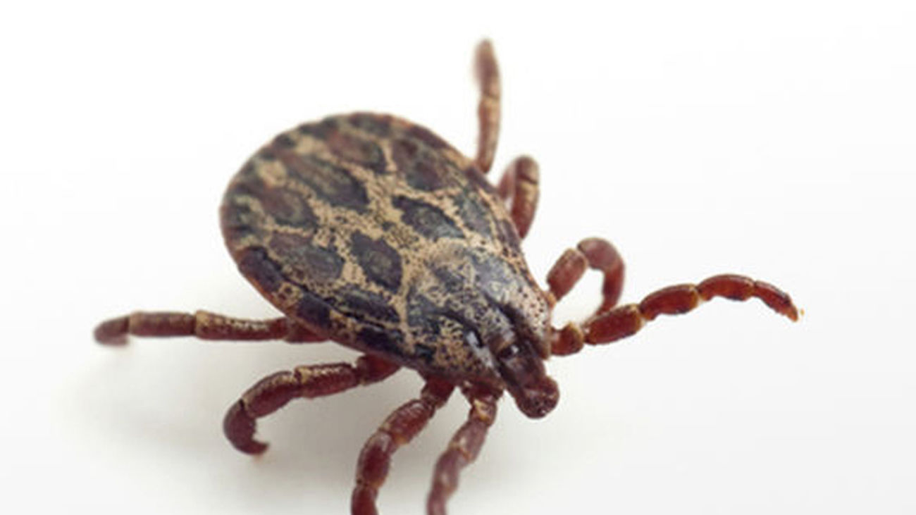 acaro_animal_rapido1