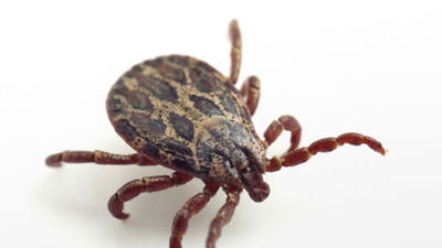 El animal más rápido del mundo es un ácaro