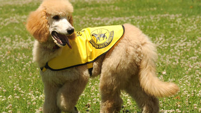 'Obi-Wan', el primer caniche gigante que llega a ser perro guía de la ONCE