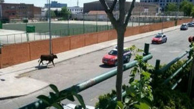 Un toro siembra la alarma en Coslada