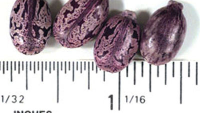 Condenado a 25 años por enviar a Obama una carta con ricina