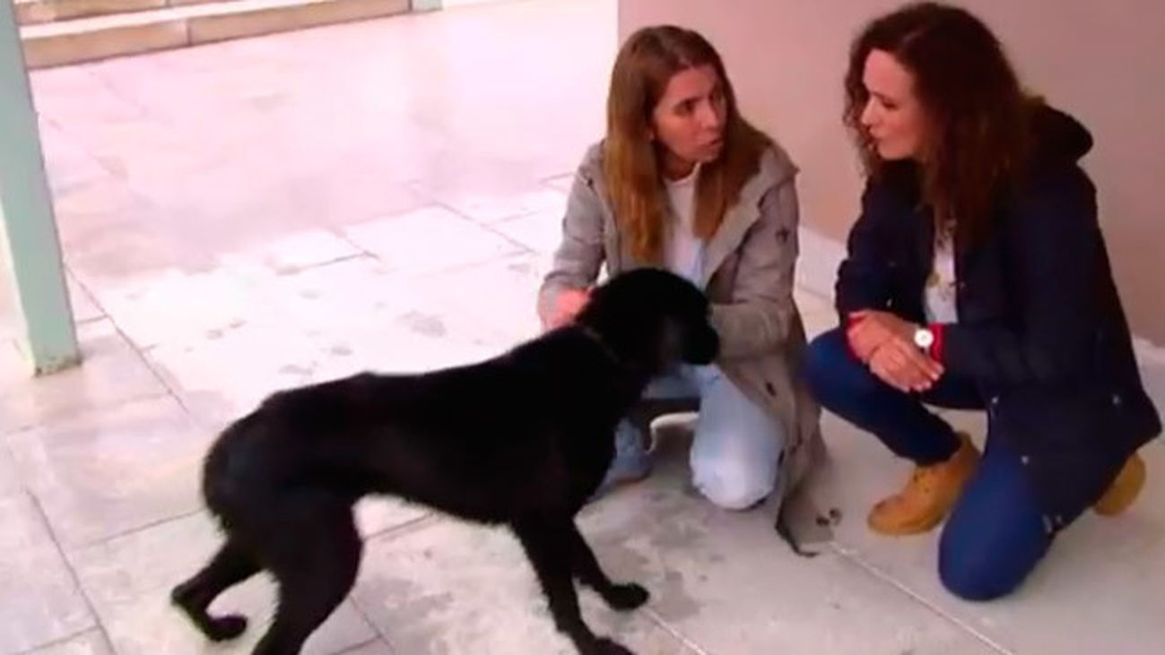 Récord de adopciones de perros y gatos en el centro regional de acogida