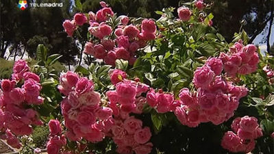 Un rosal francés gana el Concurso Rosas Nuevas 'Villa de Madrid'