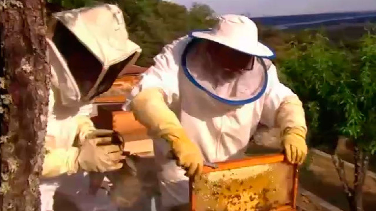 Colmenar Viejo y Tres Cantos: Abejas, colmenas y miel en Colmenar
