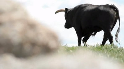 Abren al público las ganaderías bravas con la iniciativa Madrid Rutas del Toro